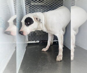 Mutt Dogs for adoption in Bakersfield, CA, USA