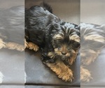 Puppy Bullseye Morkie
