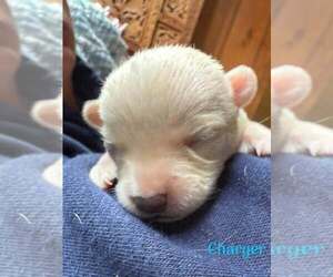 Chihuahua-Unknown Mix Dogs for adoption in New York, NY, USA
