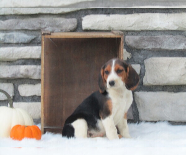 Medium Photo #5 Beagle Puppy For Sale in SUGARCREEK, OH, USA