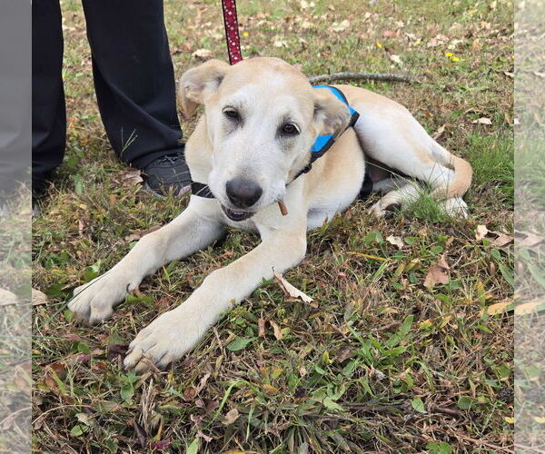 Medium Photo #1 Mutt Puppy For Sale in Cliffwood, NJ, USA