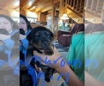 Small Photo #3 Rottweiler Puppy For Sale in BRADFORD, NY, USA