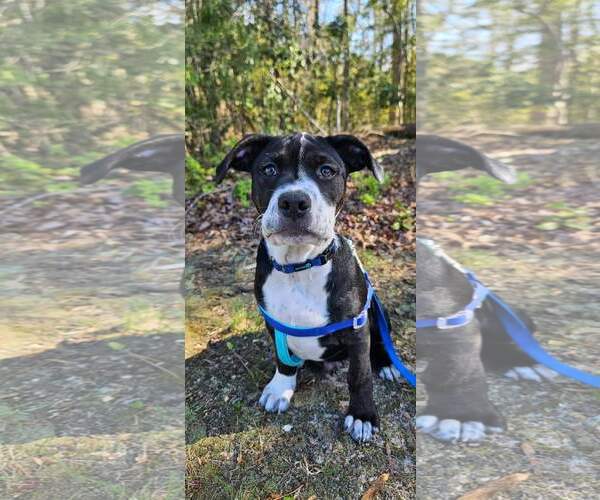 Medium Photo #6 American Pit Bull Terrier-American Staffordshire Terrier Mix Puppy For Sale in Chester, VA, USA