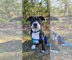 Small Photo #6 American Pit Bull Terrier-American Staffordshire Terrier Mix Puppy For Sale in Chester, VA, USA