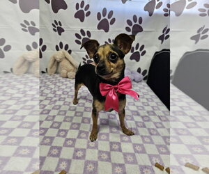 Chihuahua-Unknown Mix Dogs for adoption in Metairie, LA, USA