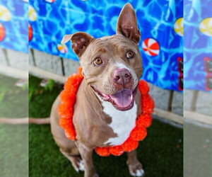 Mutt Dogs for adoption in Rowlett, TX, USA