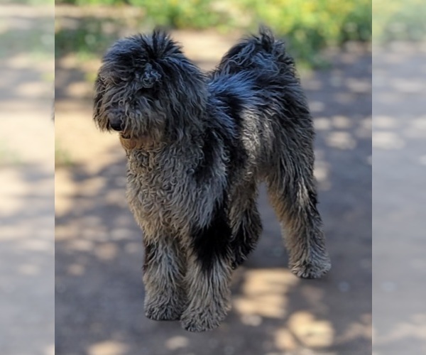 Medium Photo #1 Labradoodle Puppy For Sale in LA HABRA, CA, USA