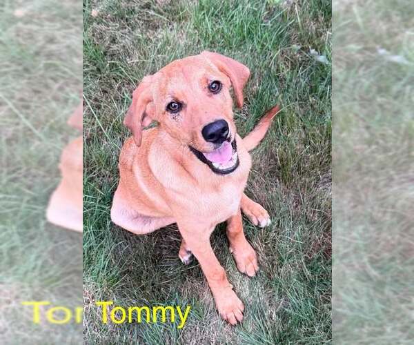 Medium Photo #2 Redbone Coonhound-Unknown Mix Puppy For Sale in pomfret, CT, USA