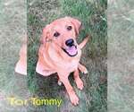 Small #1 Redbone Coonhound Mix