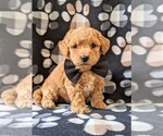 Small Photo #1 Poochon Puppy For Sale in CHRISTIANA, PA, USA