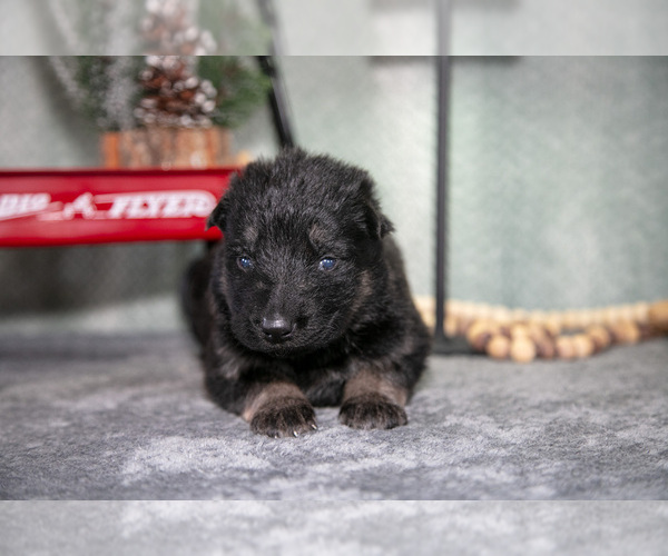 Medium Photo #6 German Shepherd Dog Puppy For Sale in NAPPANEE, IN, USA