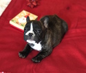 Small Photo #2 French Bulldog Puppy For Sale in CHARLESTON, SC, USA