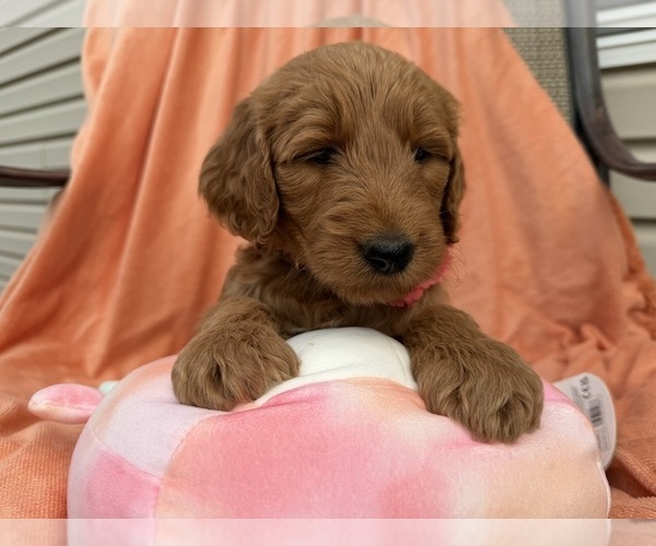 Medium Photo #3 Goldendoodle Puppy For Sale in WOODBURN, IN, USA