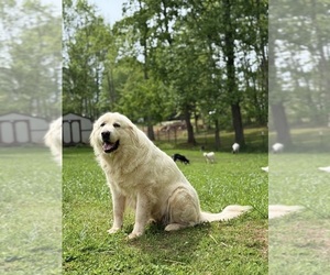 Mother of the Great Pyrenees puppies born on 07/05/2025