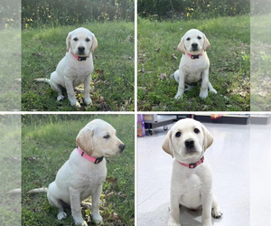 Labrador Retriever Dog for Adoption in JOPLIN, Missouri USA