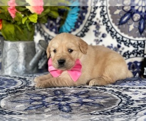 Golden Retriever Puppy for sale in LANCASTER, PA, USA