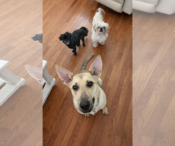 Medium Photo #11 Mutt Puppy For Sale in Sandy, UT, USA