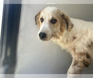 Great Pyrenees-Unknown Mix Dogs for adoption in Houston, TX, USA