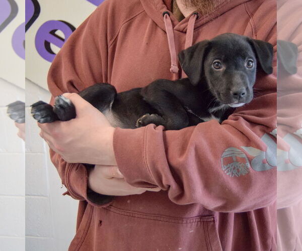 Medium Photo #5 Border Collie-Unknown Mix Puppy For Sale in Huntley, IL, USA