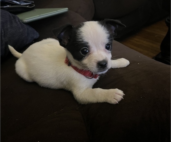 Medium Photo #1 Chihuahua-Schipperke Mix Puppy For Sale in BUFFALO, NY, USA