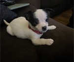 Small Photo #1 Chihuahua-Schipperke Mix Puppy For Sale in BUFFALO, NY, USA