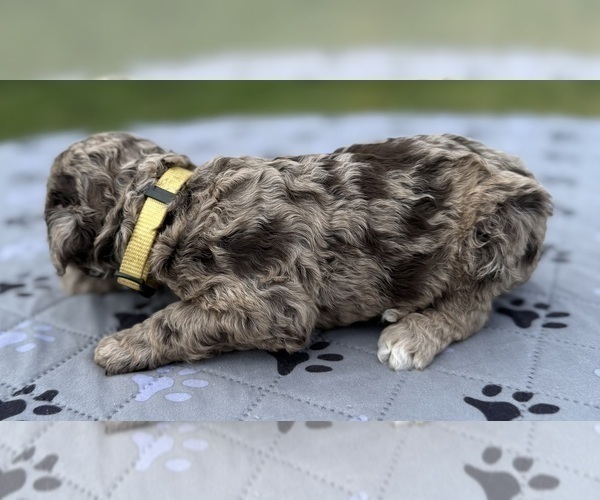 Medium Photo #32 Goldendoodle Puppy For Sale in HOWARD CITY, MI, USA