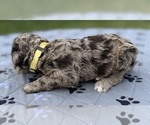 Small Photo #6 Goldendoodle Puppy For Sale in HOWARD CITY, MI, USA