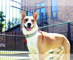Chevy - Male Australian Kelpie-Basenji Mix Dog for Adoption - Photo #16