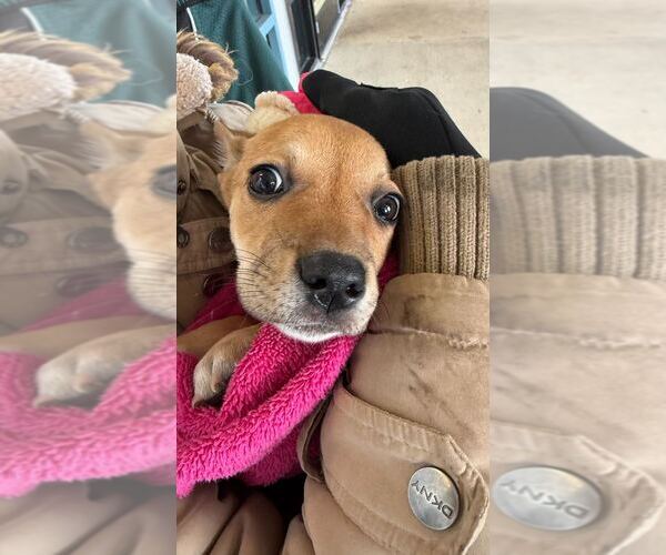 Medium Photo #2 Labrador Retriever-Unknown Mix Puppy For Sale in Silver Spring, MD, USA