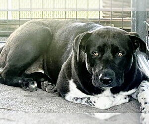 Labrador Retriever-Rhodesian Ridgeback Mix Dogs for adoption in Houston, TX, USA