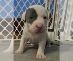Puppy Puppy 3 American Pit Bull Terrier