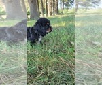 Small #4 Cocker Spaniel
