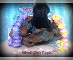 Small Photo #9 Labrador Retriever Puppy For Sale in BUMPASS, VA, USA