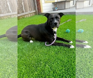 Ember - Female American Staffordshire Terrier-Unknown Mix Dog for Adoption - Photo #11