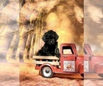 Puppy BB 8 Goldendoodle (Miniature)