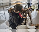 Small #2 Boxer Mix