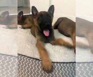 Mutt Dogs for adoption in Imlay City, MI, USA