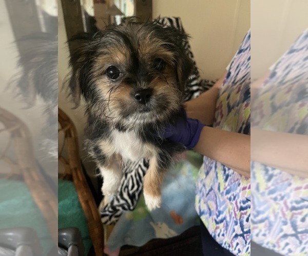 Medium Photo #9 Shorkie Tzu Puppy For Sale in LEBANON, OR, USA