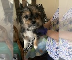 Small #8 Shorkie Tzu