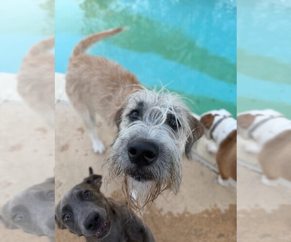 Medium Photo #4 Anatolian Shepherd-Unknown Mix Puppy For Sale in Canton, CT, USA