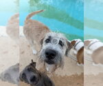 Small Photo #4 Anatolian Shepherd-Unknown Mix Puppy For Sale in Canton, CT, USA