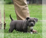 Small Photo #6 American Bully Puppy For Sale in BILLINGS, MO, USA
