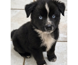 Miniature Australian Shepherd Puppy for sale in MILTON, WI, USA