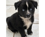 Small Miniature Australian Shepherd