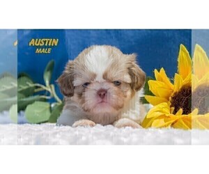 Shih Tzu Puppy for Sale in CLARE, Michigan USA