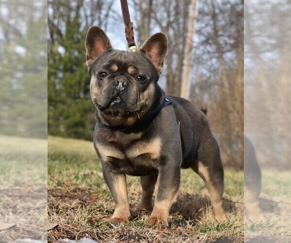 Medium Photo #1 French Bulldog Puppy For Sale in DAYTON, OH, USA