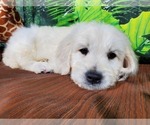 Small Photo #2 Goldendoodle-Poodle (Standard) Mix Puppy For Sale in PEYTON, CO, USA