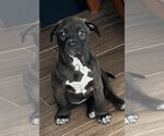 Small #2 Labrador Retriever Mix