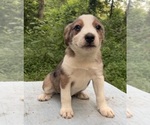 Small #7 Australian Shepherd-Mutt Mix
