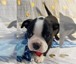 Small Photo #17 Boston Terrier Puppy For Sale in MONTVILLE, OH, USA
